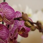 4 pravidla péče o orchideje, o kterých mlčí i floristé