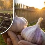 Česnek bude velký jako pěst: jednoduchý srpnový krok, který promění