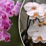 Jak donutit orchidej kvést častěji: odborníci pojmenovali jediný vzorec