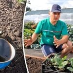 Je to možné: pěstitel na dače odhalil jednoduchý způsob, jak