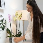 Květináč v obchodě jen bolí: jak přesadit orchidej, aby znovu