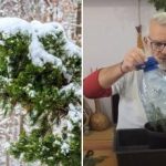Lze vypěstovat smrk z větvičky: návod krok za krokem