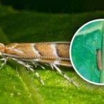 Nová invaze škůdců na je naše země: 80 % plodin