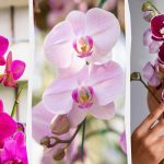 Orchidej vykvete na podzim, pokud ji budete jednou měsíčně krmit