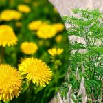 Portulaca, pšeničná tráva, ambrózie: jak se navždy zbavit plevele v