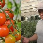 Proč se rajčata „zasekávají“ v růstu: skryté důvody a jak