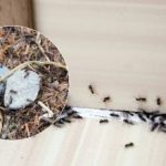 Sbohem, otravní škůdci: jak se zbavit mravenců jednou provždy