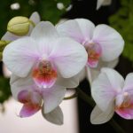 Vadnutí orchidejí: 11 důvodů, proč listy žloutnou