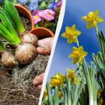 Zahradníci vyzývají k výsadbě narcisů v září: lepší čas už