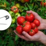 Zčervenejte o 10 dní dříve: Jak urychlit dozrávání rajčat pomocí